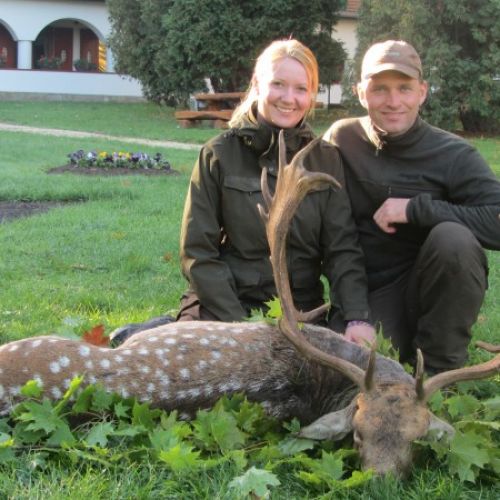 Dovhjort, kronhjort och vildsvin | Jakt i Ungern