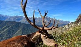 Red stags in France